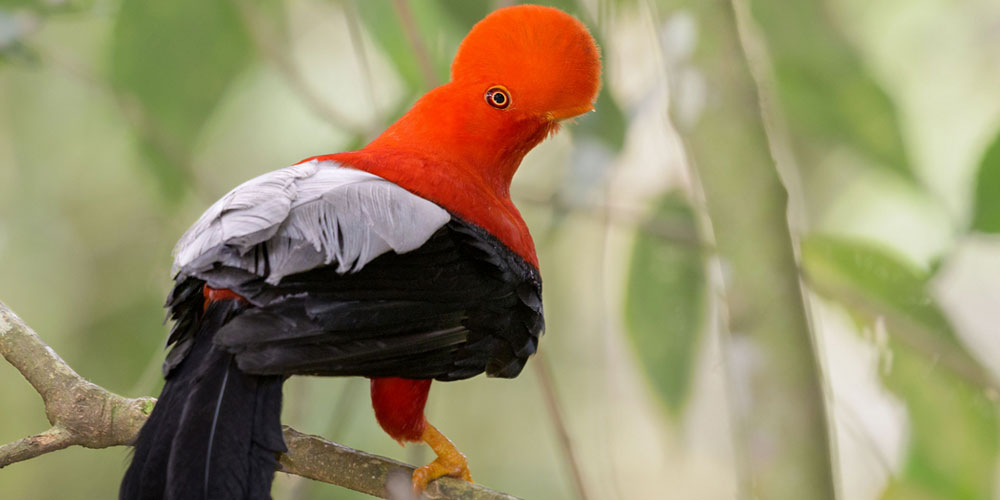 Our Bird Watching Machupicchu 5 Days 4 nights
